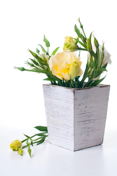 Gele bloemen in witte plant pot — Stockfoto