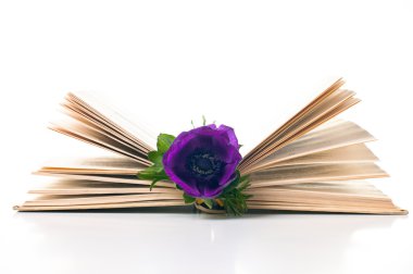 Anemone flower in an old book clipart