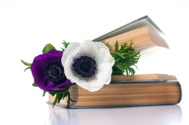 Two anemone flowers in an old book clipart