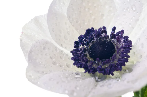 Witte anemone bloem — Stockfoto