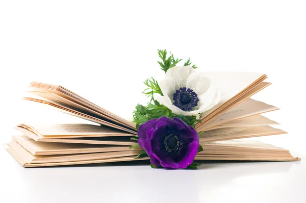 Twee anemone bloemen in een oud boek — Stockfoto