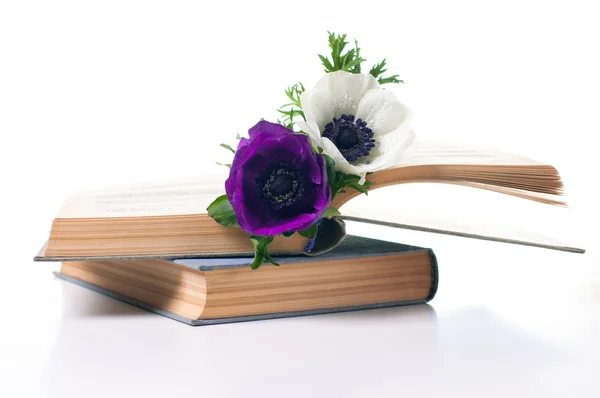 stock image Two anemone flowers in an old book