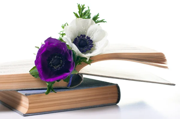 Deux fleurs d'anémone dans un vieux livre — Photo