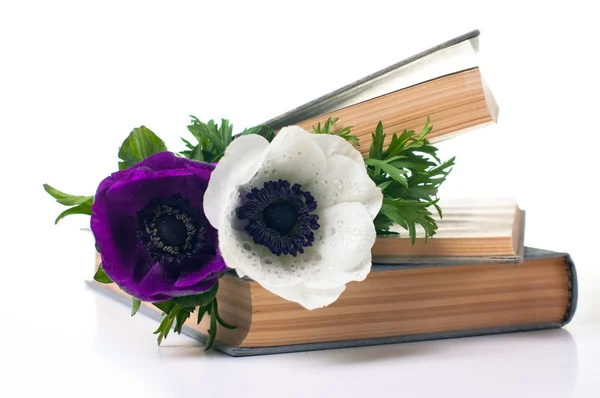 Duas flores de anêmona em um livro antigo — Fotografia de Stock