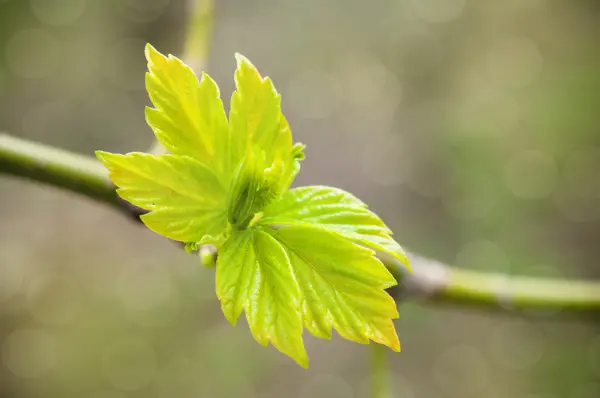 stock image Spring background