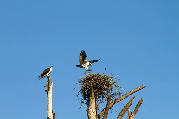Ospreys Building Nest — Stock Photo, Image
