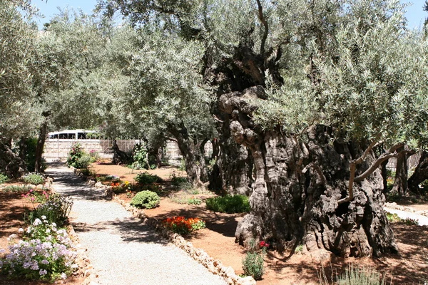 Zahradě Getsemanské Jeruzalém — Stock fotografie