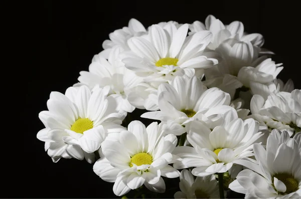 Ramo de bonitas flores blancas — Foto de Stock