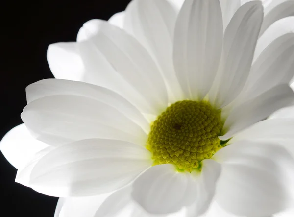 One white flower on black background — Stock Photo, Image