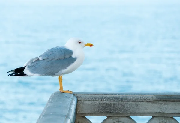 Ortak sea gull — Stok fotoğraf