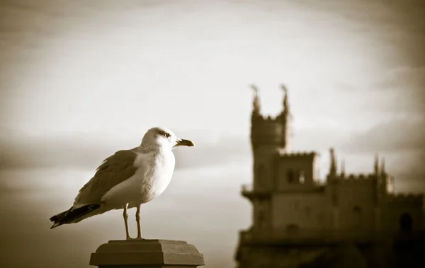 Stock image Seagull and Swallow's Nest, Crimea, Ukraine