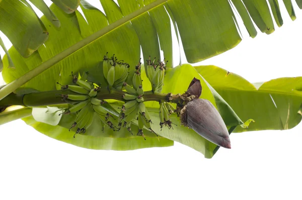 Banana bud and bunch — Stock Photo, Image