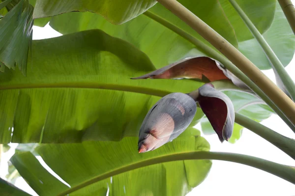 バナナの芽および束 — ストック写真
