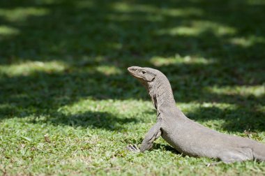 vahşi varanus