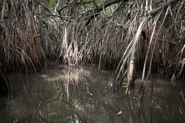 Groviglio di mangrovie — Foto Stock