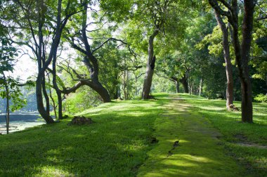 Mystical path in tropical forest clipart