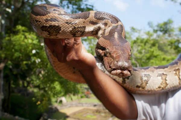 stock image Hand-reared python