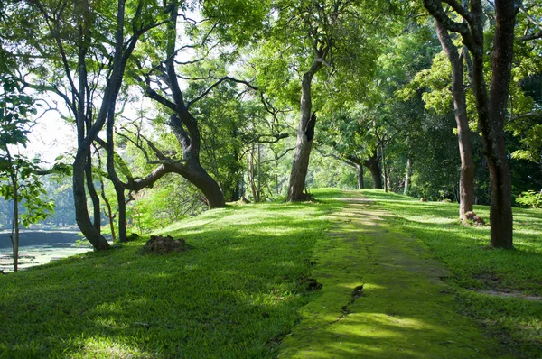 Mystical path in tropical forest — Stok fotoğraf