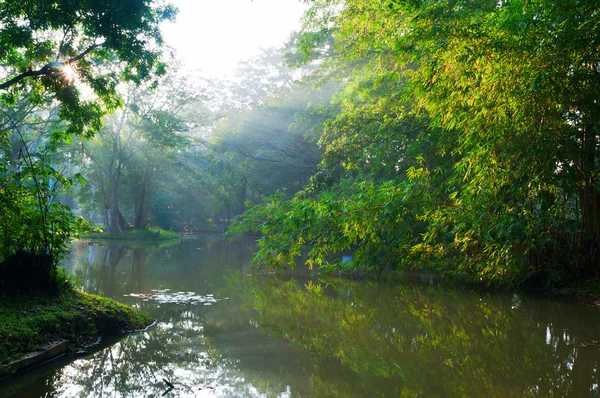 朝森の神秘的な湖 — ストック写真