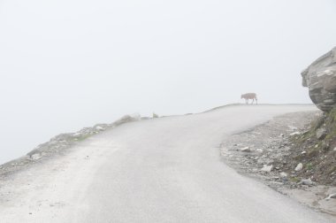 Mystic fog in mountains clipart