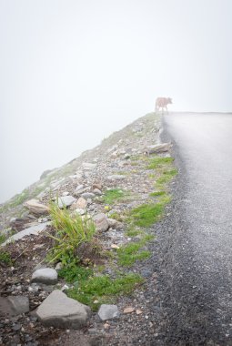 Mystic fog in mountains