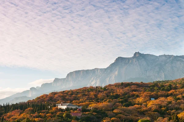 stock image Multicoloured forest under mountains