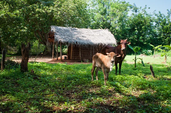 Traditional asian rural house and cows — Stock Photo, Image