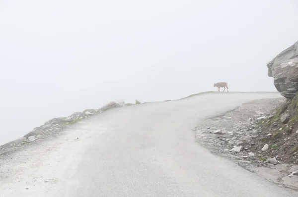Мистический туман в горах — стоковое фото