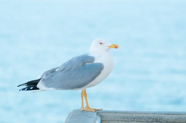 Ortak sea gull — Stok fotoğraf