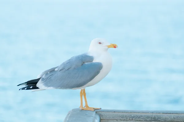 Hav fiskmås — Stockfoto