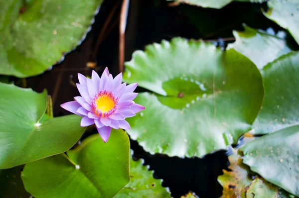 Flor de lótus lilás — Fotografia de Stock