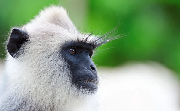 Портрет дикої мавпи — стокове фото