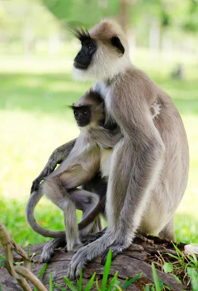 아기와 함께 야생 원숭이 — 스톡 사진
