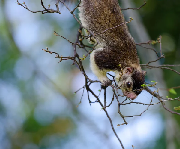 Óriás mókus — Stock Fotó