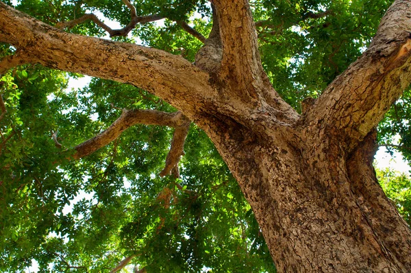 Wielkie drzewo tułowia i zielone korony — Zdjęcie stockowe