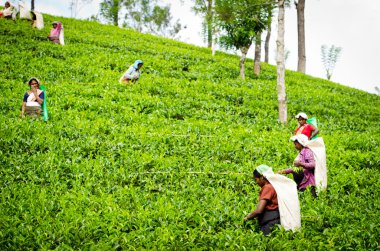 Tea picking in Sri Lanka hill country clipart