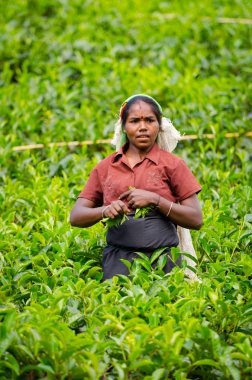 sri lanka tepenin ülkede çay toplama