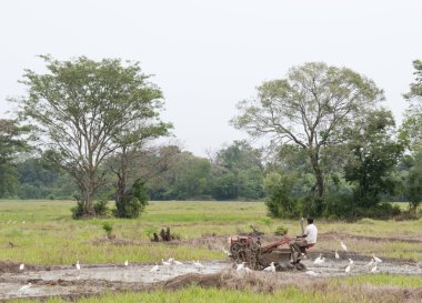 bir adamla motor pulluk bir pirinç alanında, sri lanka