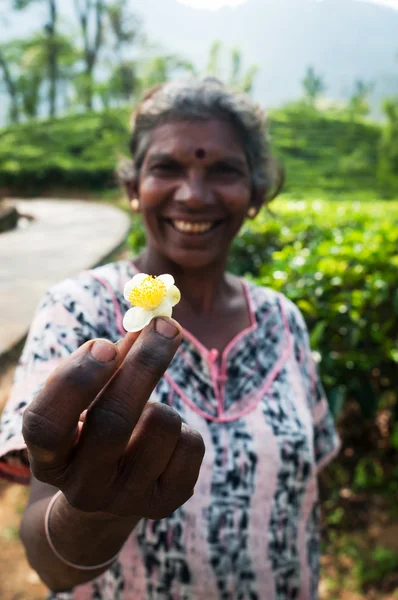 Tea flower in hand of traditional tea picker — Stock Photo, Image