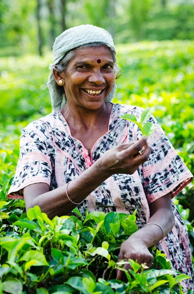 stock image Tea picking in Sri Lanka hill country