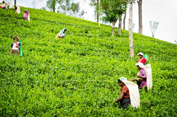 Συλλογή τσάι σε χώρα λόφων της Σρι Λάνκα — Φωτογραφία Αρχείου