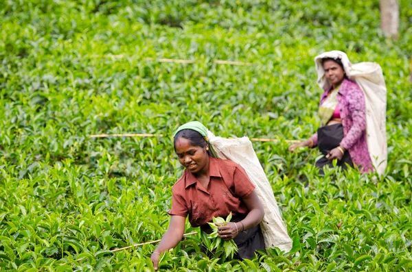 Сбор чая в горной местности Шри-Ланки — стоковое фото