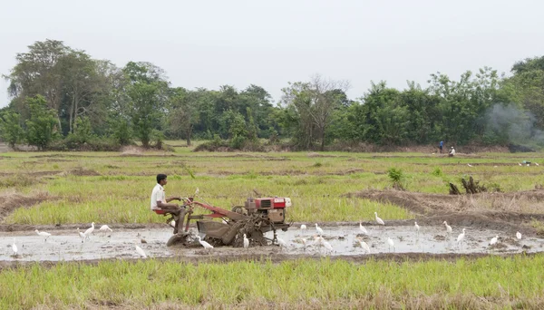 一个人同在一片稻田，斯里兰卡的电机犁 — 图库照片