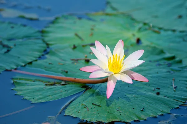 Lírio flor — Fotografia de Stock