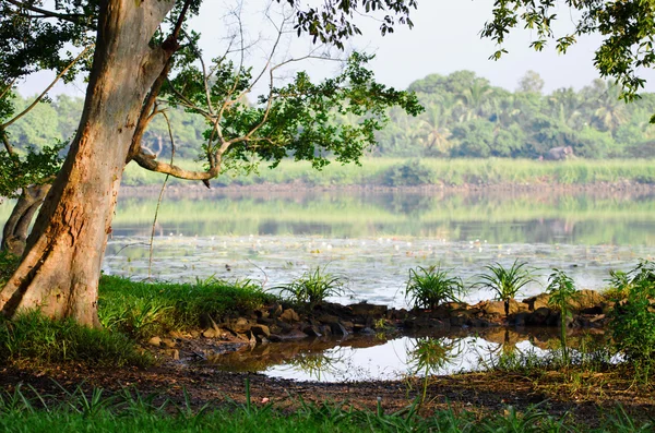 Tropiska träd och sjön — Stockfoto