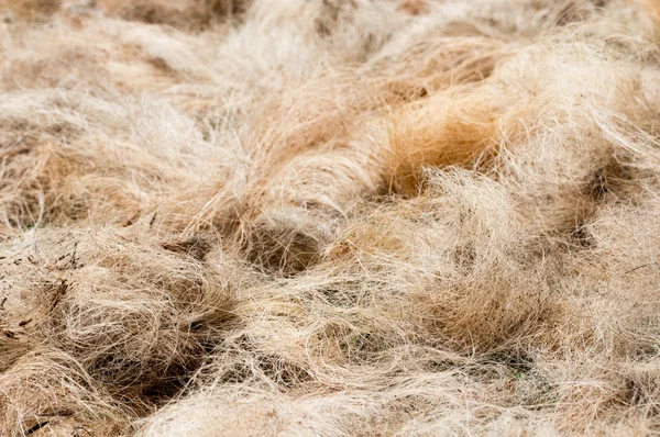Pile of processed copra fibre — Stockfoto