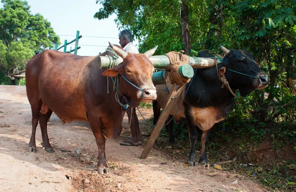 Traditionele sri lankian juk ossen wagen — Stockfoto