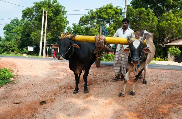 Tradiční sri lankian spřežení volů vůz — Stock fotografie