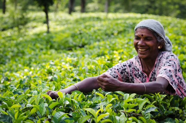 Raccolta di tè in Sri Lanka collina paese — Foto Stock