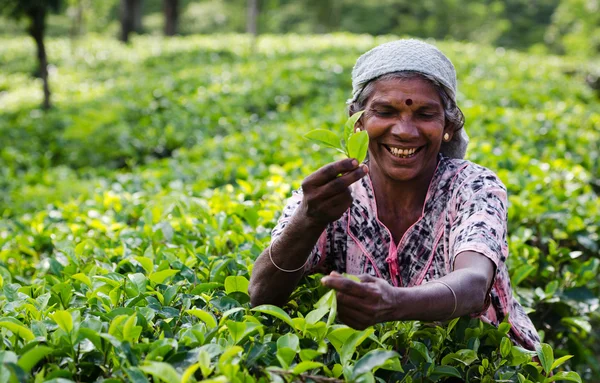 Tea picking in Sri Lanka hill country — Stock Photo, Image